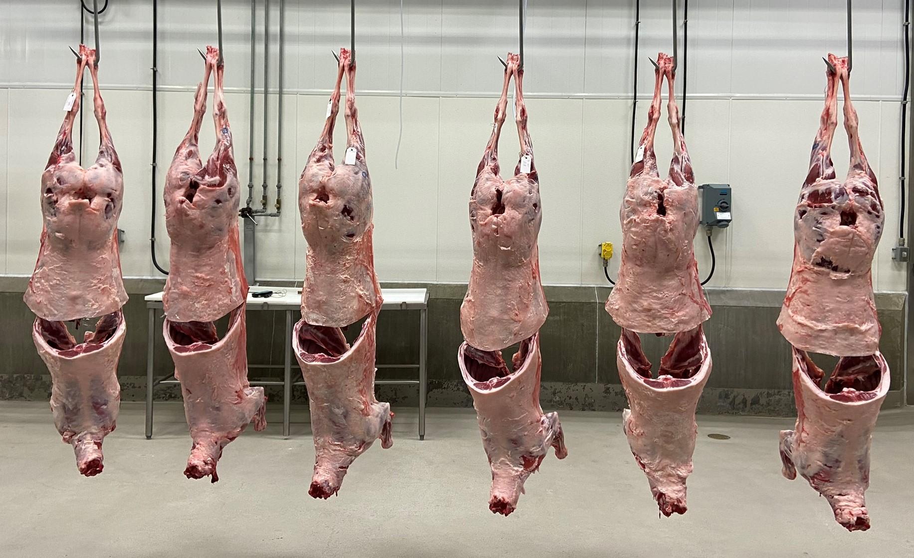 Ribbed lamb carcasses